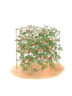 Tomato Six Pack Support 15 Tomato Six Pack Support -Garden Care Shop 8613143 art flat