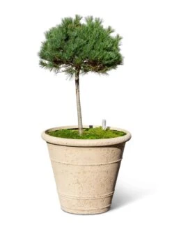 Self-Watering LavaStone® Anson Pot -Garden Care Shop 8613256 0138