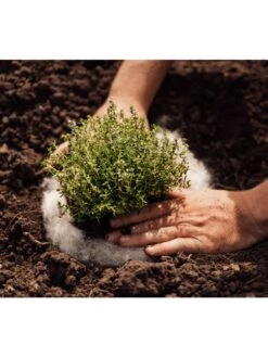 Hortiwool ®, 5 Pad Pack -Garden Care Shop 8613263 06v