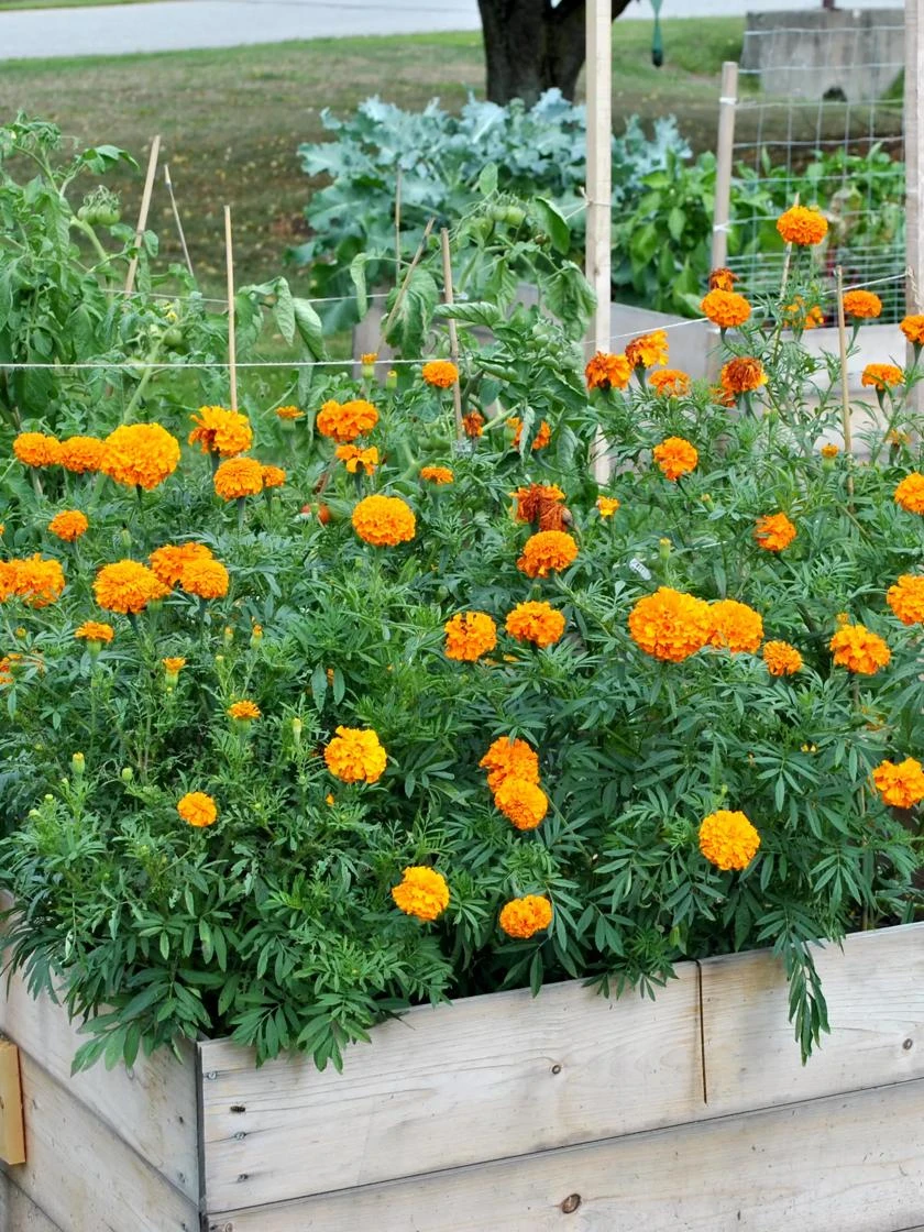 SeedSheets Organic Vegetable Garden, Easy Breezy Caprese, 4' X 8' 3 SeedSheets Organic Vegetable Garden, Easy Breezy Caprese, 4' X 8' - Image 3