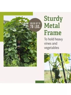 Titan Squash Tunnel 11 Titan Squash Tunnel -Garden Care Shop B07932DMCR plantsupport benefits 2