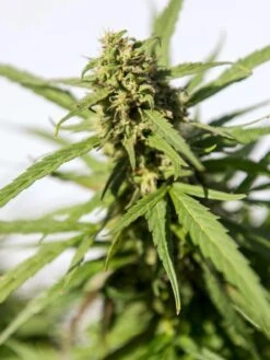 Hemp Success Kit 15 Hemp Success Kit -Garden Care Shop Hemp 0065 tif