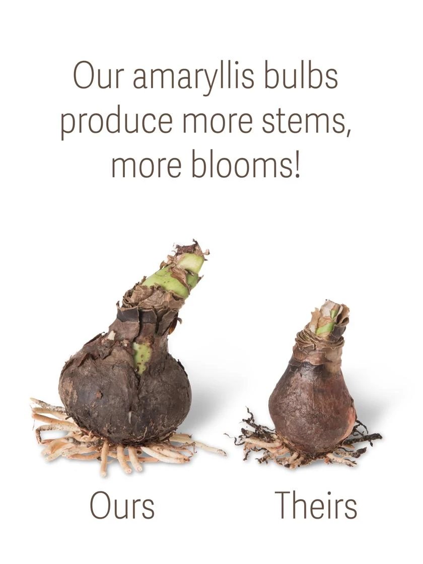 Premium Amaryllis Bulb 2 Premium Amaryllis Bulb - Image 2