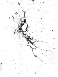 GrowLab® Compact Tabletop Light Garden With Classroom Guide -Garden Care Shop gstrootscan 02